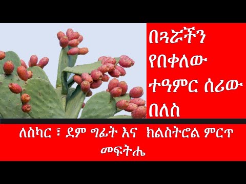 ቪዲዮ: Prickly pear: አይነቶች፣ መራባት፣ የእንክብካቤ ህጎች እና መግለጫ ከፎቶ ጋር