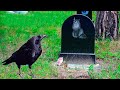 Un cuervo acude al funeral de su mejor amigo, pero lo que sucedió después SORPRENDIÓ A TODOS