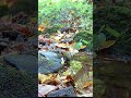 Migrating Goldfinch Drinks From Mountain Spring 🍁