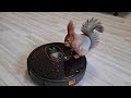 Как я приучаю белку к пылесосу Garlyn SR- 600 ... 😳🤣 Squirrel and robot vacuum cleaner