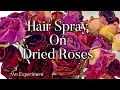 Hair Spraying Dried Roses. Is it worth it?