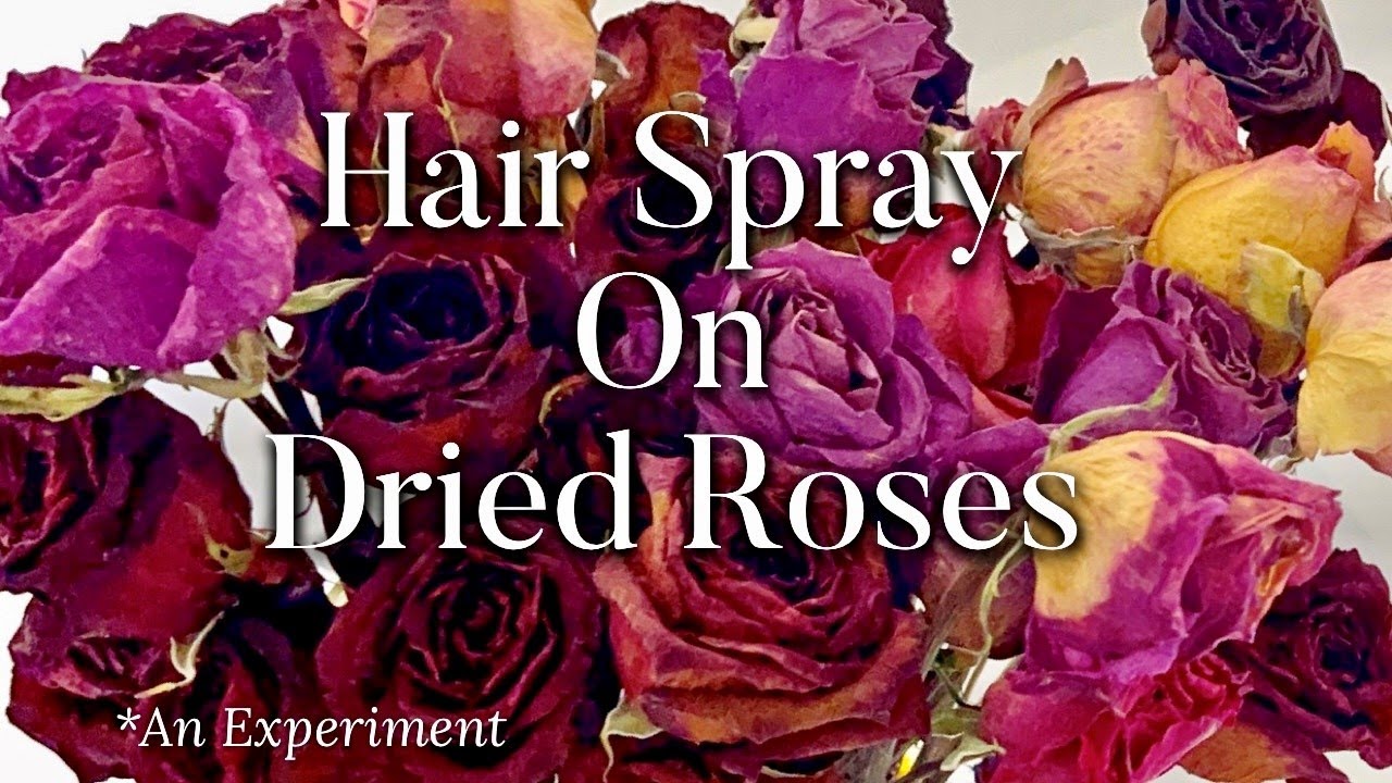 Hair Spraying Dried Roses Is It Worth