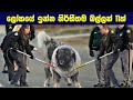 ලොකයේ ඉන්න නිර්භීත යක්ෂ බල්ලන් වර්ග 11ක් Top 10 Most Fearless Dog Breeds In The World