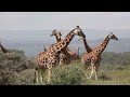 Lake Nakuru national park