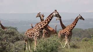 Lake Nakuru national park