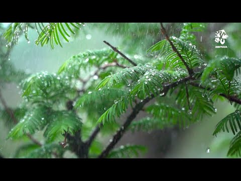 Video: Unikátní rostliny a zvířata Khakassie