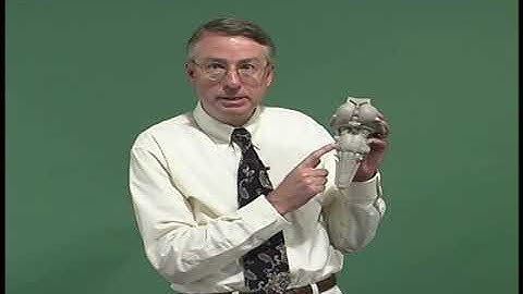 Cranial Nerve Exam: Anatomy