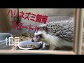 ハリネズミ飼育開始1日目　おてんば娘だぞ