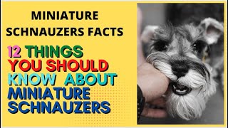 Miniature Schnauzers Facts - 12 Things You Should Know About Miniature Schnauzers by Dog Lovers 63 views 2 years ago 7 minutes, 4 seconds