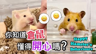 飼養倉鼠必須知道的8種倉鼠開心行為Happy Hamster's Behaviours