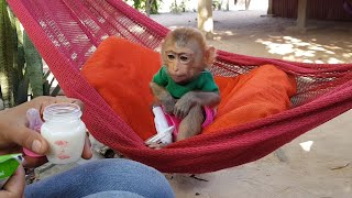 OMG, How Smart Poor Little Baby Koko Sitting On Hammock For Feeding Milk?