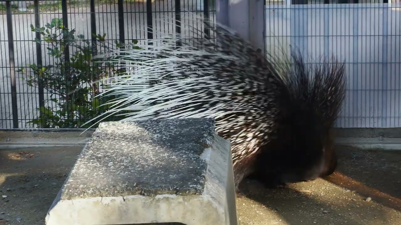 タテガミヤマアラシ フランク採餌 針開く 入室20260218e - YouTube