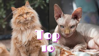 Top 10 Cat Breeds Ranked