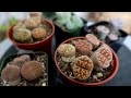 All About Lithops Care