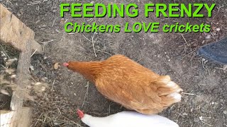 Chickens LOVE Crickets - Satisfy your flock&#39;s hunger with protein-rich crickets