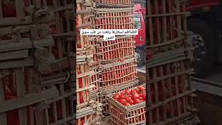 اسعار الطماطم وقعت من قلب سوق العبور
