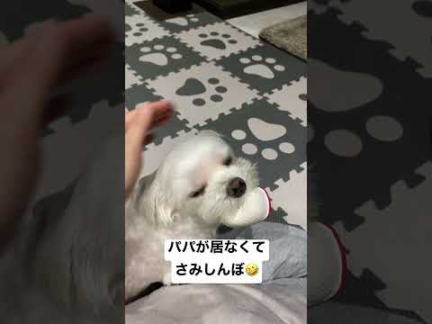 #shorts  どこへ行くにもべったりな犬w【マルチーズ】