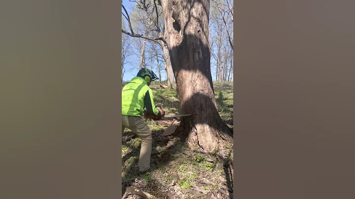Bore cutting crispy front leaning oak with Stihl 500i #arborist #chainsaw #stihl #tree #logging