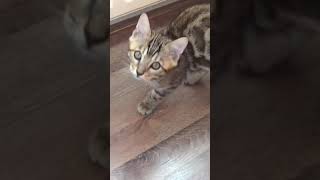 Bengal Kitten Non Stop Meowing in Her New Home 😻 #shorts #animals #kajacattery #meow #kitten