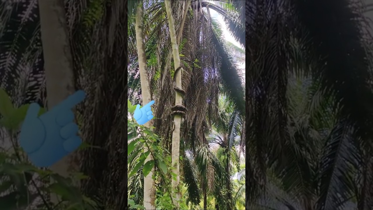 Allahu Allahu Allah #nature #coversong