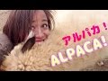 Alpaca Farm just outside of Tokyo! 那須アルパカ牧場