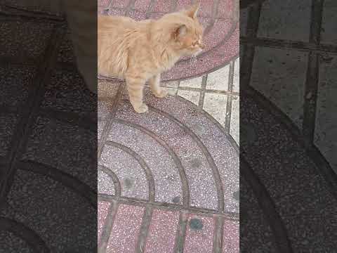 العين قطة لونها بني سبحان الله لاتنسني ضغط جرس فرحوني وصلوني مائة ألف مشترك