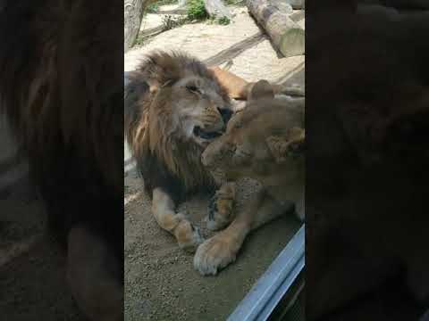 王子動物園 ライオン