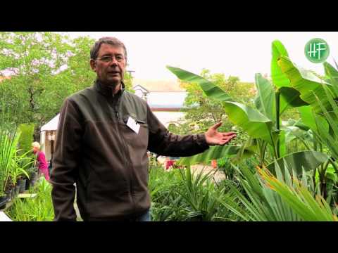 Vidéo: Qu'est-ce qu'un bananier rouge : informations sur l'entretien des plantes de bananier rouge