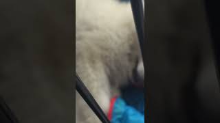 My Dog Mishka In A Cage When She Was Tiny