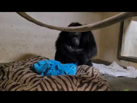 Mama Chimp is reunited with Baby after C-section