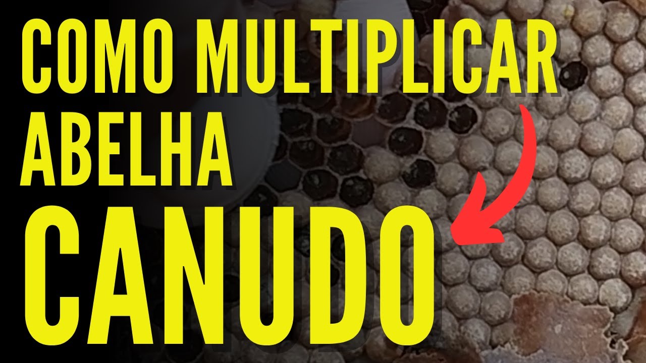 COMO MULTIPICAR ABELHA CANUDO