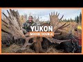 BOWHUNTING MOOSE 😱 20 YDS ➕ DAD DOUBLES with a GIANT BULL 🔥 HUNTING ADVENTURE in the YUKON CANADA