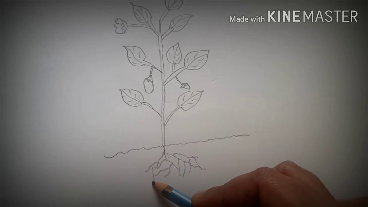 Draw , colour and label the parts of a plant