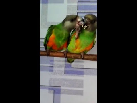 Сенегальские попугаи.Мои первенцы.