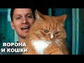 Ворона Капля заглянула к кошкам