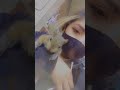 Squirrel climbs up girls leg on the street, and doesn&#39;t want to leave her.