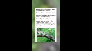 Эффективная борьба с лишайником и грибком на деревьях