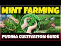 Mint Farming / Pudina Cultivation | How to grow mint at Home