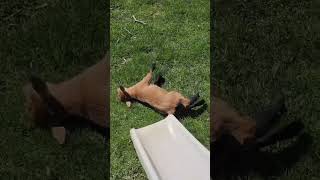 Look at this goat getting stunned after he jumpes off the slide 😂😂 #animals #cute #funny #goat