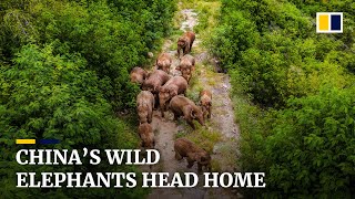 China’s famous herd of wandering elephants heads home after monthslong trek