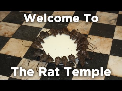 "Culture Shock"  Part 1: The Rat Temple