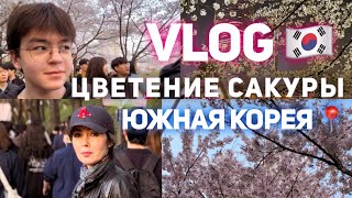 🇰🇷Vlog: едем смотреть на сакуру и кушать корейскую курочку