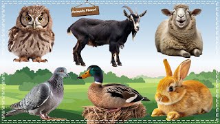 Cute Animal Sounds and Clips: Pigeon, Owl, Sheep, Goat, Duck, Rabbit