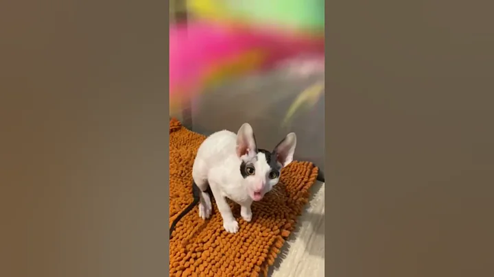 Watch the video about Oroblanco Black with White Harlequin Cornish Rex Male Kitten Available Now| Purebred Kitties