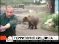 Камчатские медведи нападают на людей из-за лосося