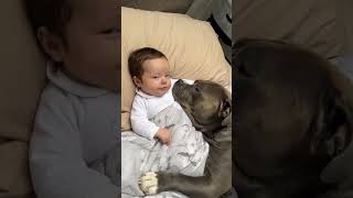 Teneri Amori 😍🥰❤️ #Animal #Americanbully #Puppy #Pitbull #Baby #Love