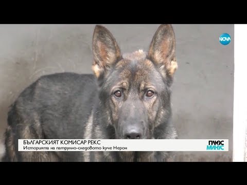 Българският комисар Рекс - Историята на патруно-следовото куче Нерон - Плюс - минус (09.11.2018)