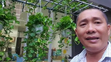 Anh Nguyễn Phùng Phòng chia sẻ bài thuốc  trị hết bệnh Thoái Hoá Cột Sống với cây Đại Tướng Quân.