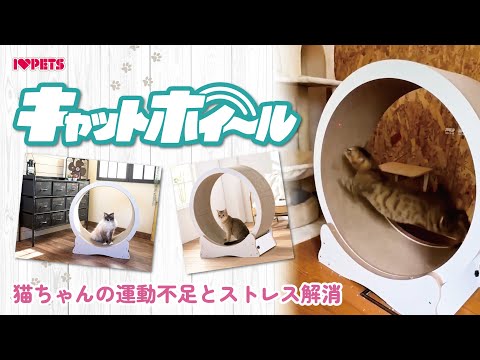 運動不足を解消_ストレス発散に_猫用ルームランナー_キャットホイール_