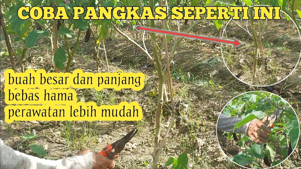 cara pangkas terong sistem cabang 2, buah lebat dan bebas hama